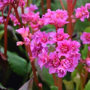 Bergenia 'Abendglut' ---